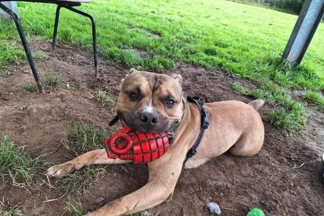 Bronson staffordshire bull cheap terrier